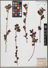 Foto von Salix aurita L. x Salix myrtilloides L.